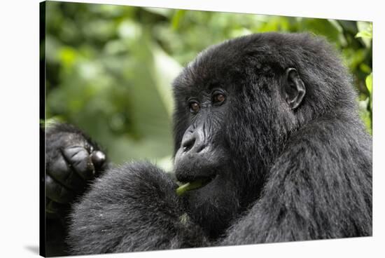 Africa, Rwanda, Volcanoes National Park. Young female mountain gorilla eating wild celery.-Ellen Goff-Stretched Canvas