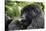 Africa, Rwanda, Volcanoes National Park. Young female mountain gorilla eating wild celery.-Ellen Goff-Stretched Canvas