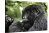 Africa, Rwanda, Volcanoes National Park. Young female mountain gorilla eating wild celery.-Ellen Goff-Stretched Canvas