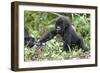 Africa, Rwanda, Volcanoes National Park. Young mountain gorilla holding its mother's hand.-Ellen Goff-Framed Photographic Print