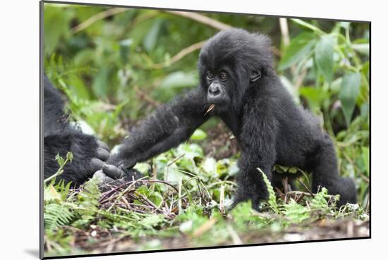 Africa, Rwanda, Volcanoes National Park. Young mountain gorilla holding its mother's hand.-Ellen Goff-Mounted Photographic Print