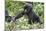 Africa, Rwanda, Volcanoes National Park. Young mountain gorilla holding its mother's hand.-Ellen Goff-Mounted Photographic Print