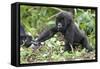 Africa, Rwanda, Volcanoes National Park. Young mountain gorilla holding its mother's hand.-Ellen Goff-Framed Stretched Canvas
