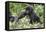 Africa, Rwanda, Volcanoes National Park. Young mountain gorilla holding its mother's hand.-Ellen Goff-Framed Stretched Canvas