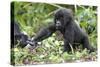 Africa, Rwanda, Volcanoes National Park. Young mountain gorilla holding its mother's hand.-Ellen Goff-Stretched Canvas