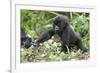 Africa, Rwanda, Volcanoes National Park. Young mountain gorilla holding its mother's hand.-Ellen Goff-Framed Photographic Print