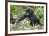 Africa, Rwanda, Volcanoes National Park. Young mountain gorilla holding its mother's hand.-Ellen Goff-Framed Photographic Print