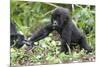 Africa, Rwanda, Volcanoes National Park. Young mountain gorilla holding its mother's hand.-Ellen Goff-Mounted Photographic Print