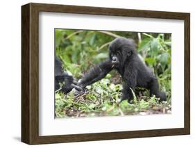 Africa, Rwanda, Volcanoes National Park. Young mountain gorilla holding its mother's hand.-Ellen Goff-Framed Photographic Print