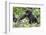 Africa, Rwanda, Volcanoes National Park. Young mountain gorilla holding its mother's hand.-Ellen Goff-Framed Photographic Print