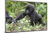 Africa, Rwanda, Volcanoes National Park. Young mountain gorilla holding its mother's hand.-Ellen Goff-Mounted Photographic Print