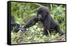 Africa, Rwanda, Volcanoes National Park. Young mountain gorilla holding its mother's hand.-Ellen Goff-Framed Stretched Canvas