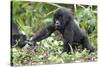 Africa, Rwanda, Volcanoes National Park. Young mountain gorilla holding its mother's hand.-Ellen Goff-Stretched Canvas
