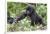 Africa, Rwanda, Volcanoes National Park. Young mountain gorilla holding its mother's hand.-Ellen Goff-Framed Photographic Print