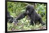 Africa, Rwanda, Volcanoes National Park. Young mountain gorilla holding its mother's hand.-Ellen Goff-Framed Photographic Print