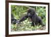 Africa, Rwanda, Volcanoes National Park. Young mountain gorilla holding its mother's hand.-Ellen Goff-Framed Photographic Print