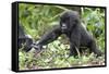 Africa, Rwanda, Volcanoes National Park. Young mountain gorilla holding its mother's hand.-Ellen Goff-Framed Stretched Canvas