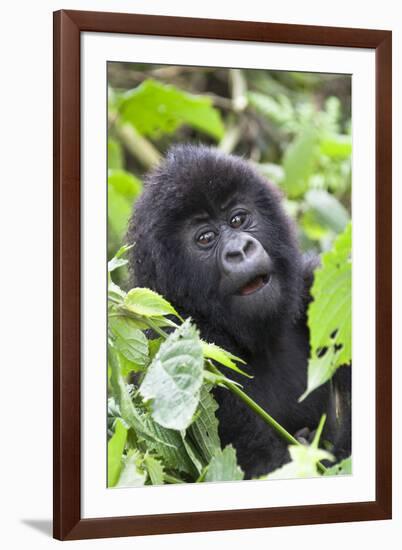 Africa, Rwanda, Volcanoes National Park. Young mountain gorilla portrait.-Ellen Goff-Framed Photographic Print