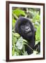 Africa, Rwanda, Volcanoes National Park. Young mountain gorilla portrait.-Ellen Goff-Framed Photographic Print