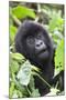 Africa, Rwanda, Volcanoes National Park. Young mountain gorilla portrait.-Ellen Goff-Mounted Photographic Print