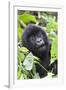 Africa, Rwanda, Volcanoes National Park. Young mountain gorilla portrait.-Ellen Goff-Framed Photographic Print