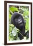 Africa, Rwanda, Volcanoes National Park. Young mountain gorilla portrait.-Ellen Goff-Framed Photographic Print