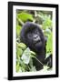 Africa, Rwanda, Volcanoes National Park. Young mountain gorilla portrait.-Ellen Goff-Framed Photographic Print