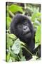 Africa, Rwanda, Volcanoes National Park. Young mountain gorilla portrait.-Ellen Goff-Stretched Canvas