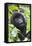 Africa, Rwanda, Volcanoes National Park. Young mountain gorilla portrait.-Ellen Goff-Framed Stretched Canvas