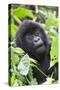 Africa, Rwanda, Volcanoes National Park. Young mountain gorilla portrait.-Ellen Goff-Stretched Canvas