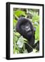 Africa, Rwanda, Volcanoes National Park. Young mountain gorilla portrait.-Ellen Goff-Framed Photographic Print