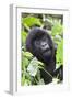 Africa, Rwanda, Volcanoes National Park. Young mountain gorilla portrait.-Ellen Goff-Framed Photographic Print