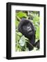 Africa, Rwanda, Volcanoes National Park. Young mountain gorilla portrait.-Ellen Goff-Framed Photographic Print