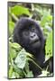 Africa, Rwanda, Volcanoes National Park. Young mountain gorilla portrait.-Ellen Goff-Mounted Photographic Print