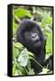 Africa, Rwanda, Volcanoes National Park. Young mountain gorilla portrait.-Ellen Goff-Framed Stretched Canvas