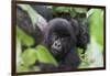 Africa, Rwanda, Volcanoes National Park. Young mountain gorilla portrait.-Ellen Goff-Framed Photographic Print