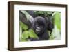 Africa, Rwanda, Volcanoes National Park. Young mountain gorilla portrait.-Ellen Goff-Framed Premium Photographic Print