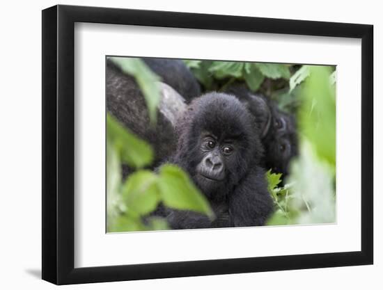 Africa, Rwanda, Volcanoes National Park. Young mountain gorilla portrait.-Ellen Goff-Framed Premium Photographic Print