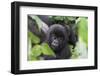 Africa, Rwanda, Volcanoes National Park. Young mountain gorilla portrait.-Ellen Goff-Framed Premium Photographic Print