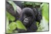 Africa, Rwanda, Volcanoes National Park. Young mountain gorilla portrait.-Ellen Goff-Mounted Premium Photographic Print