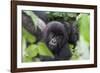 Africa, Rwanda, Volcanoes National Park. Young mountain gorilla portrait.-Ellen Goff-Framed Photographic Print