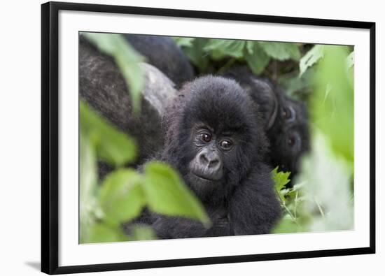 Africa, Rwanda, Volcanoes National Park. Young mountain gorilla portrait.-Ellen Goff-Framed Photographic Print