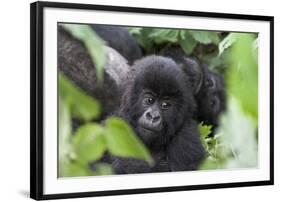 Africa, Rwanda, Volcanoes National Park. Young mountain gorilla portrait.-Ellen Goff-Framed Photographic Print