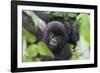 Africa, Rwanda, Volcanoes National Park. Young mountain gorilla portrait.-Ellen Goff-Framed Photographic Print