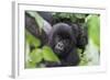 Africa, Rwanda, Volcanoes National Park. Young mountain gorilla portrait.-Ellen Goff-Framed Photographic Print