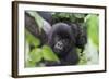 Africa, Rwanda, Volcanoes National Park. Young mountain gorilla portrait.-Ellen Goff-Framed Photographic Print