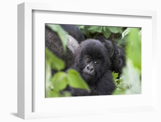 Africa, Rwanda, Volcanoes National Park. Young mountain gorilla portrait.-Ellen Goff-Framed Photographic Print