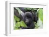 Africa, Rwanda, Volcanoes National Park. Young mountain gorilla portrait.-Ellen Goff-Framed Photographic Print