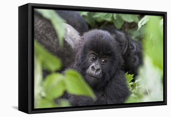 Africa, Rwanda, Volcanoes National Park. Young mountain gorilla portrait.-Ellen Goff-Framed Stretched Canvas