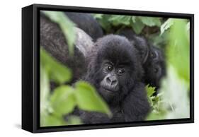 Africa, Rwanda, Volcanoes National Park. Young mountain gorilla portrait.-Ellen Goff-Framed Stretched Canvas